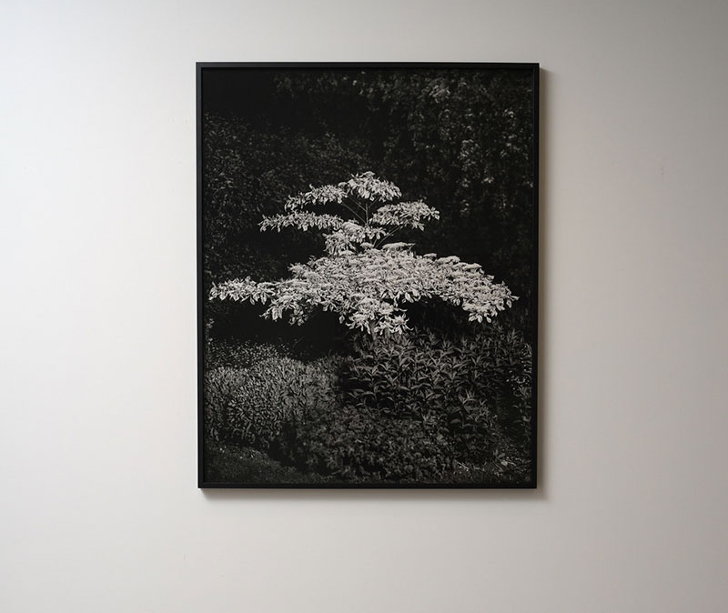 Artists: Casey Moore 'Garden at Night' 2022