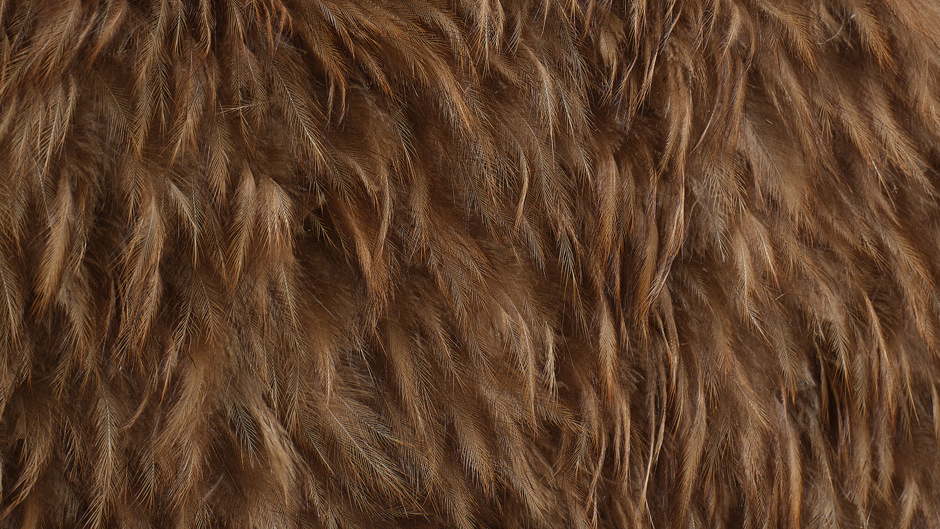 FHE Galleries Ponsonby Auckland Gallery Artists Exhibitions